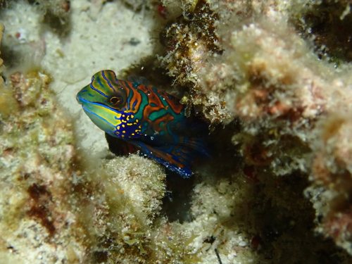 Synchiropus splendidus observed 2026-08-15