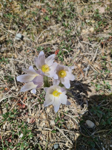 Pulsatilla nuttalliana, photograph 5