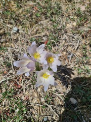 Pulsatilla nuttalliana, photograph (c) Johnathan Campbell, some rights reserved (CC BY)