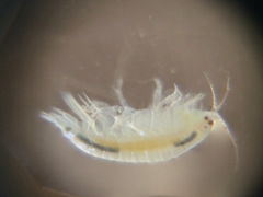 Ampeliscidae