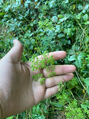 Lygodium palmatum, photograph author not stated, no rights reserved
