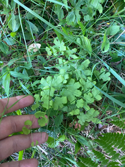 Lygodium palmatum, photograph author not stated, no rights reserved