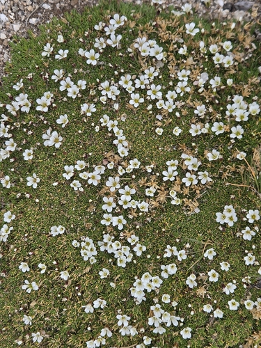 Cherleria obtusiloba, photograph 5