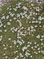Cherleria obtusiloba, photograph author not stated, no rights reserved