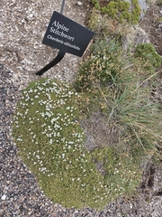 Cherleria obtusiloba, photograph author not stated, no rights reserved