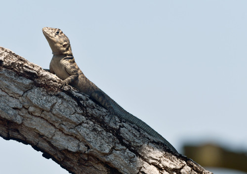 South American collared lizard, Tropidurus madeiramamore