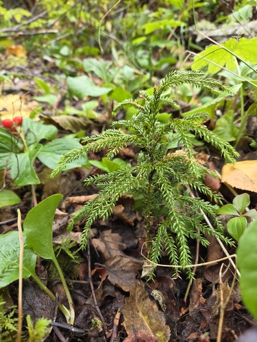 prickly tree-clubmoss