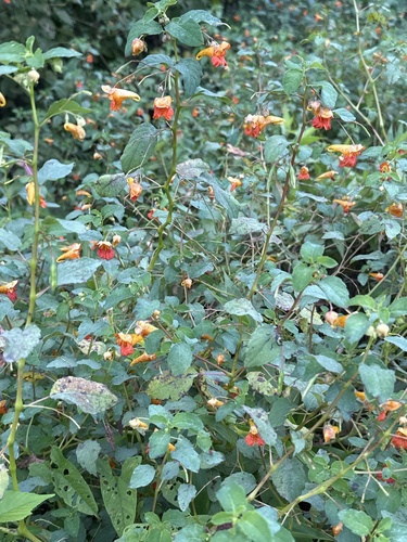 common jewelweed