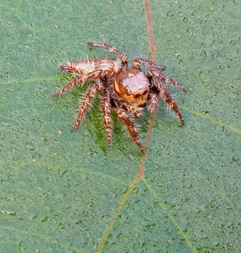 Heavy-bodied Jumper