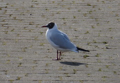 Chroicocephalus ridibundus