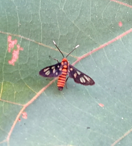 Hübner's Wasp Moth