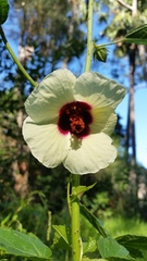 Hibiscus diversifolius
