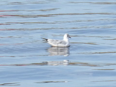 Chroicocephalus ridibundus
