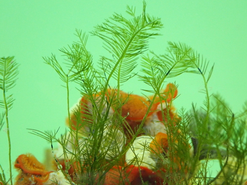 Bryopsis plumosa observed 2026-08-29