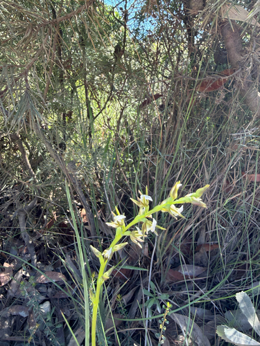 Prasophyllum patens observed 2026-08-29