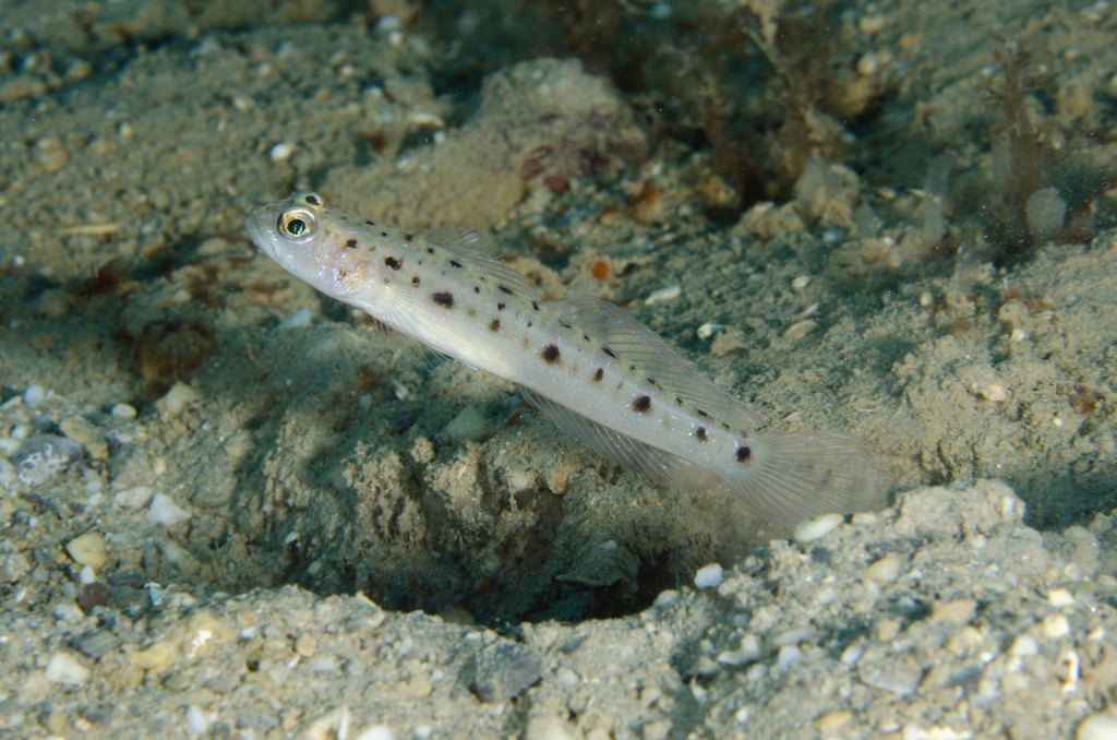 Twinspot Shrimpgoby