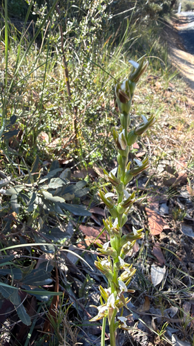 Prasophyllum patens observed 2026-08-29