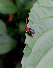 Trichobalya bowringii