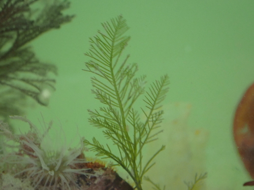 Bryopsis corticulans observed 2026-08-29