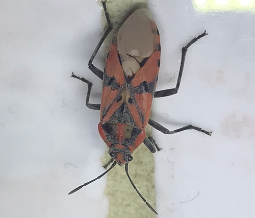 Indian Milkweed Bug