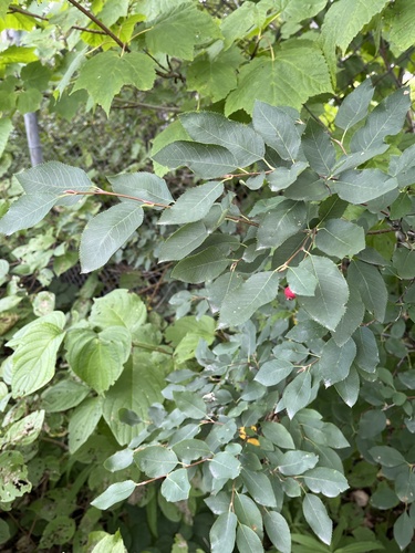 Amelanchier bartramiana, 2026-08-27