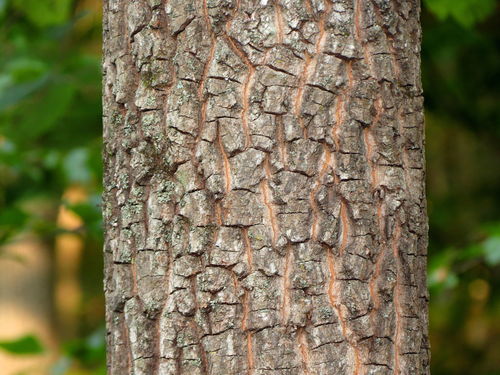 Diospyros virginiana