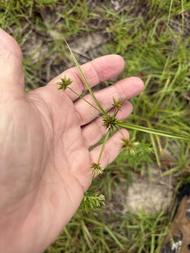 Cyperus croceus