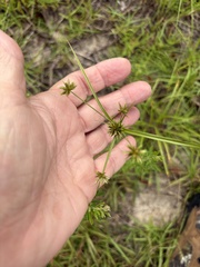Cyperus croceus