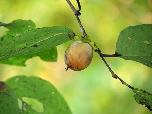 Diospyros virginiana
