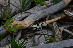 Papilio zelicaon