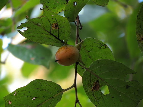 Diospyros virginiana