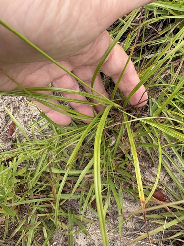 Cyperus croceus, photograph 2