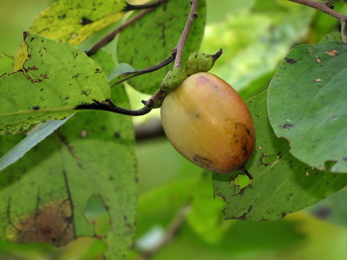 Diospyros virginiana