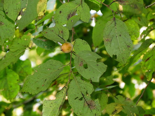 Diospyros virginiana