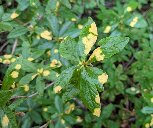 Exobasidium burtii, 2026-08-26