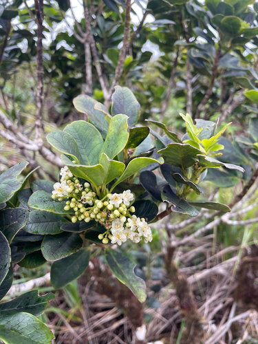 Ilex anomala observed 2026-08-26