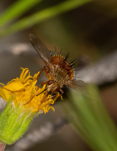 iNaturalist observation photo of Adejeania vexatrix