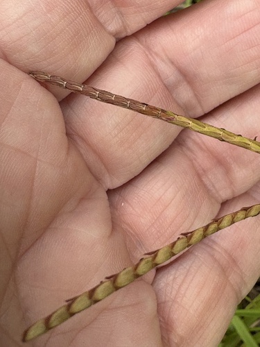 Eremochloa ophiuroides, photograph 3