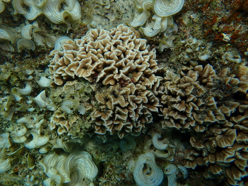 Pavona frondifera observed 2026-08-22