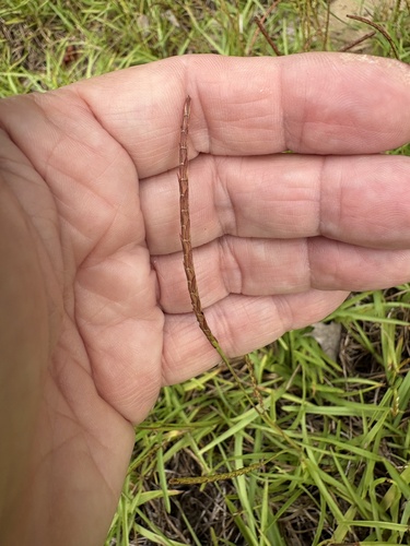 Eremochloa ophiuroides, photograph 4