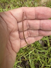 Eremochloa ophiuroides, photograph author not stated, no rights reserved