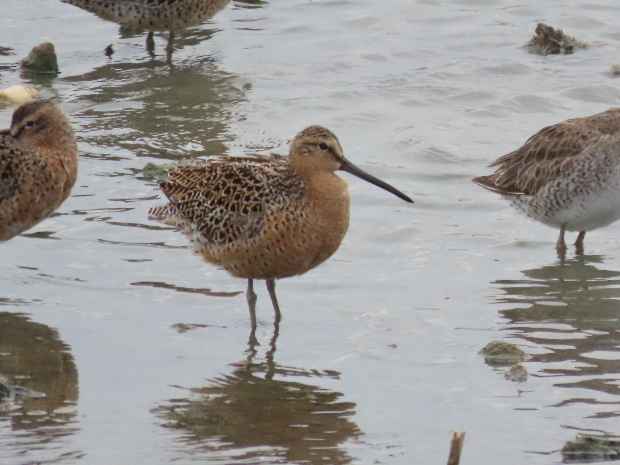 Short-billed Dowitcher