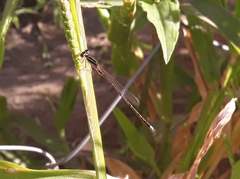 Argentagrion ambiguum