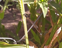 Argentagrion ambiguum