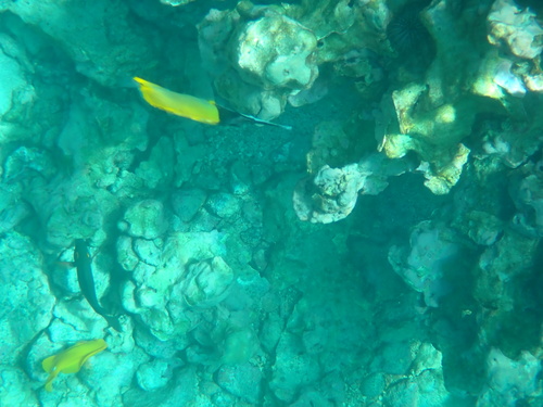 Forcipiger longirostris, 2026-08-24