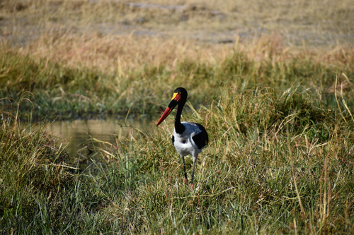iNaturalist image