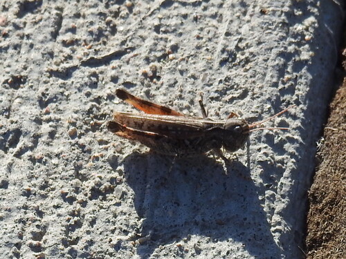 White-whiskered grasshopper photo 4