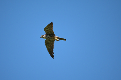 Eurasian Hobby