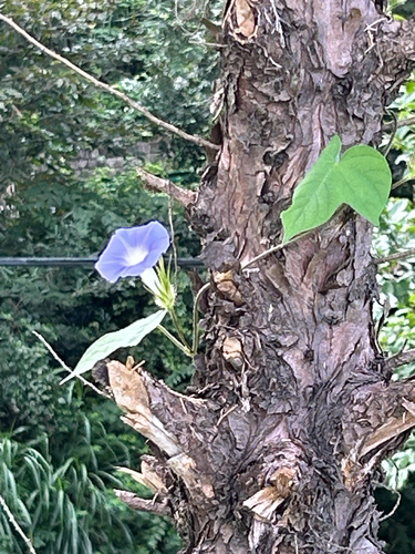 Japanese morning glory