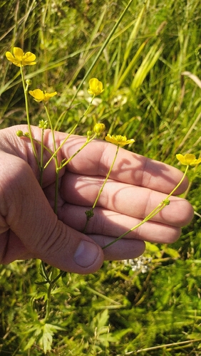 Ranunculus polyanthemos